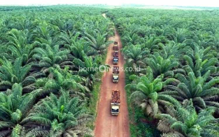 Pemprov Kalteng Pastikan Keamanan Investasi Perkebunan Sawit