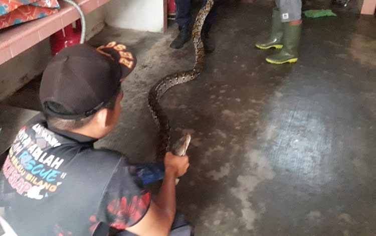 Plafon Jebol, Ternyata Ada Ular Piton 4 Meter di Rumah Warga Palangka Raya