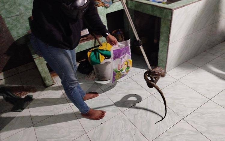 Tim ERP Evakuasi Ular Sawa Masuk Rumah Warga Palangka Raya