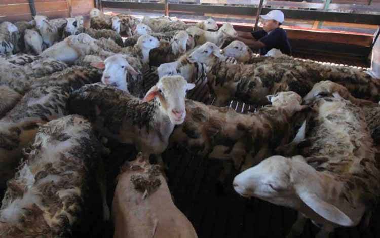 Kementan Setop Sementara Rekomendasi Impor Daging Domba Dewasa