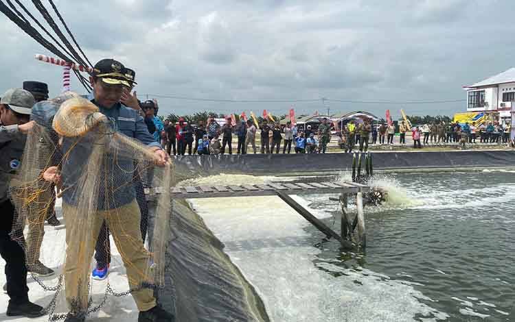 Wakil Gubernur Kalteng, Edy Pratowo saat panen udang vamane di Kecamatan Pantai Lunci, Kabupaten Sukamara beberapa waktu lalu. (FOTO: NORHASANAH)