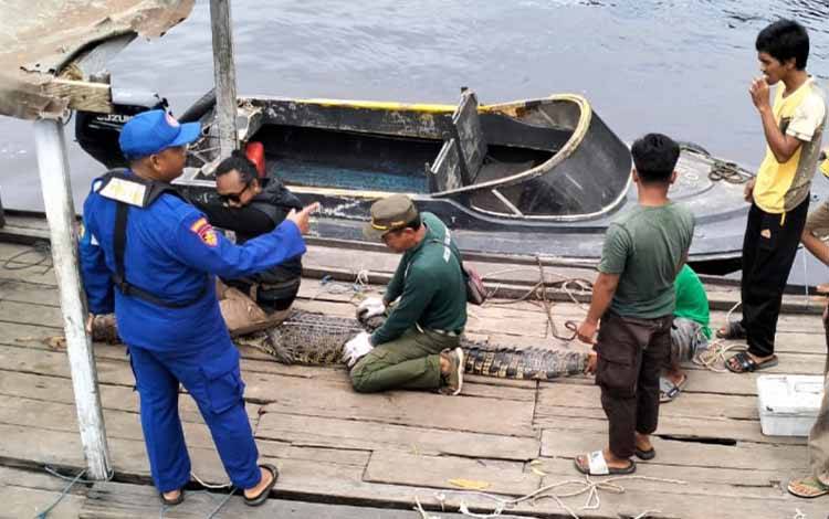 Buaya Serang Warga dan Ternak Ditangkap BKSDA Sampit