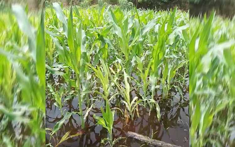 Puluhan Hektare Lahan Pertanian di Palangka Raya Terdampak Banjir