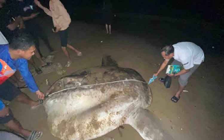 Kementerian Kelautan dan Perikanan (KKP) melalui Balai Pengelolaan Sumberdaya Pesisir dan Laut (BPSPL) Makassar Wilker Gorontalo menangani ikan mola mola terdampar di Pantai Dua Ribu, Kelurahan Pohe, Kecamatan Hulonthalangi, Kota Gorontalo. ANTARA/HO-Humas KKP