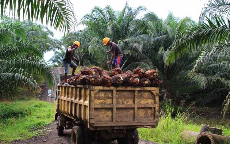 Tuntutan Plasma 20 Persen di Kalteng Capai Progres Penting, 86 Desa Telah Dimediasi