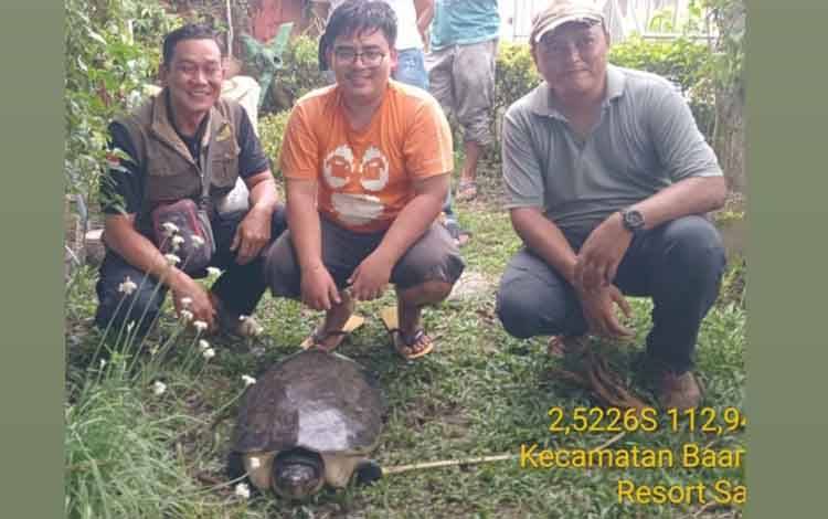 BKSDA Sampit Terima Kura-Kura Biuku Dilindungi Temuan Warga di Parit