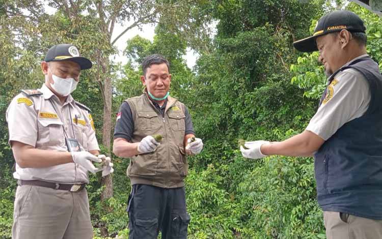 5 Ekor Burung Dilindungi Hasil Sitaan Dilepasliarkan di Hutan Mentaya Seberang
