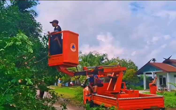 Pohon Tumbang di Palangka Raya Timpa Kabel Listrik, BPBD Turun Tangan