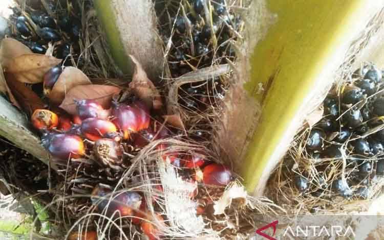 Harga TBS Kaltim Naik Jadi Rp3.251,96 Per Kg