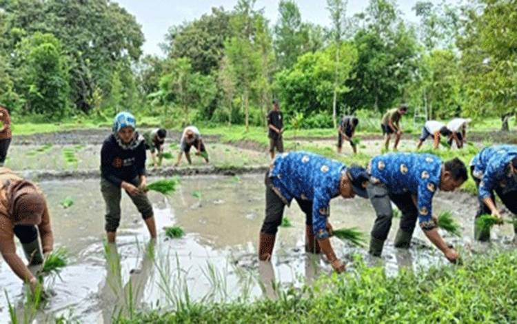 Pemko Palangka Raya Tanam Padi Impari 32 demi Dorong Pertanian Berkelanjutan