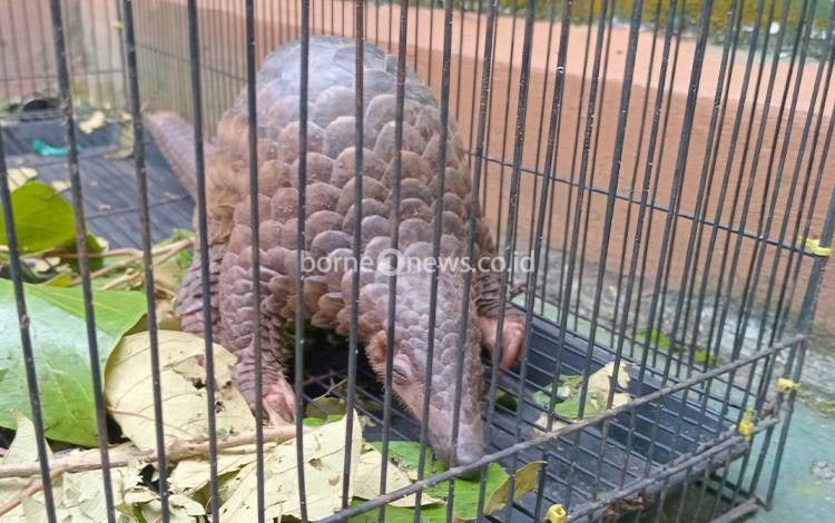 BKSDA Resor Sampit Terima Penyerahan Teringgiling Temuan Warga