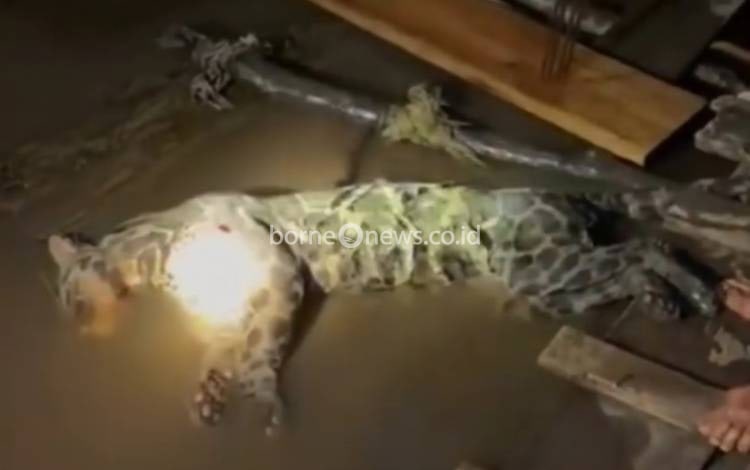 Macan Dahan Nyaris Masuk Rumah, Mati Ditembak Warga di Cempaga Kotim