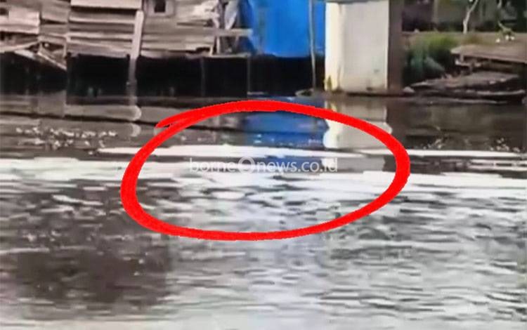 BKSDA Sampit Terima Laporan Kemunculan Buaya 3 Kali dalam Sepekan di Sungai Cempaga