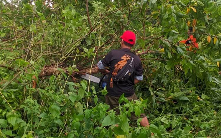 Waspada Pohon Tumbang, BPBD Palangka Raya Imbau Warga Tetap Siaga