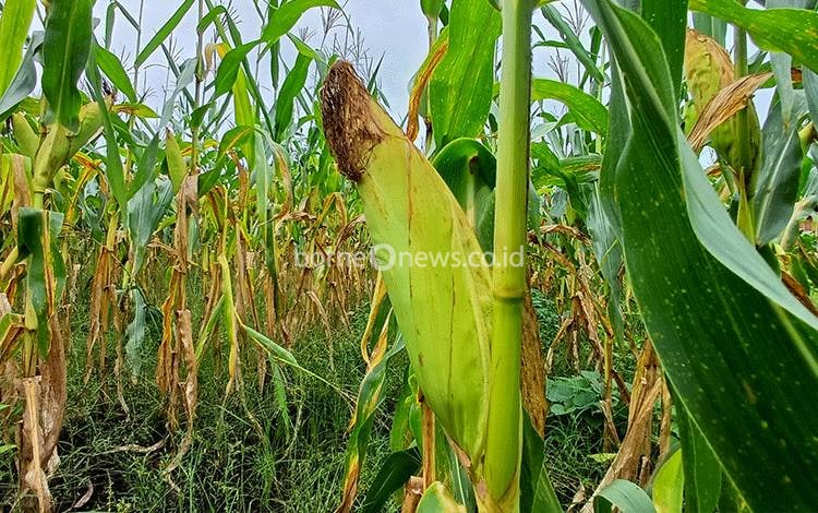 Petani di Sampit Keluhkan Hasil Panen Jagung Tak Maksimal untuk Pasok Tahun Baru