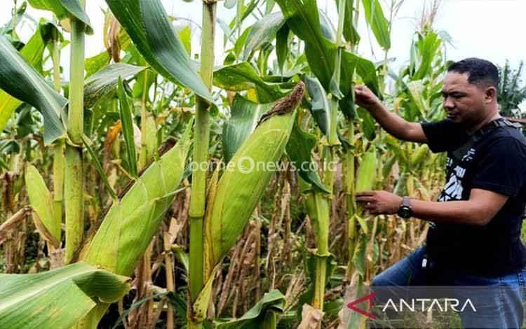 Petani Sampit Lesu karena Hasil Panen Jagung Tak Sesuai Harapan