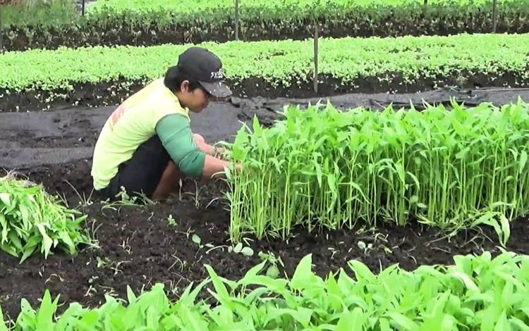 Hasil Panen Petani Sayur di Sampit Menurun Akibat Cuaca Buruk