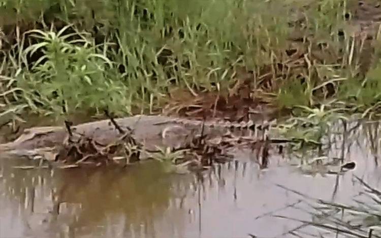 Buaya Sering Muncul di Kotim Saat Musim Kawin dan Bertelur, Masyarakat Harus Waspada