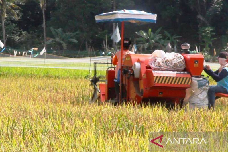 Petani di Samarinda, Kaltim, memanen padi dan langsung merontokkan dengan mesin perontok padi. ANTARA/Hanivan Ma,ruf