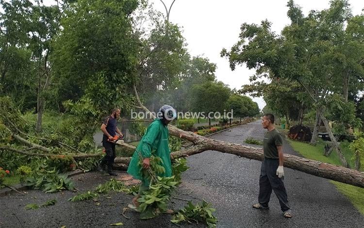 Hujan Deras dan Angin Kencang di Kuala Pembuang Sebabkan Pohon Tumbang