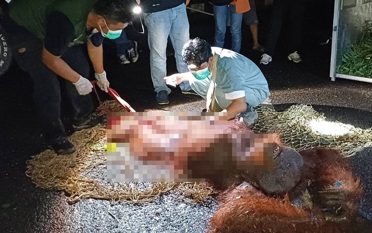 BKSDA Sampit Evakuasi 81 Satwa Liar Sepanjang 2024