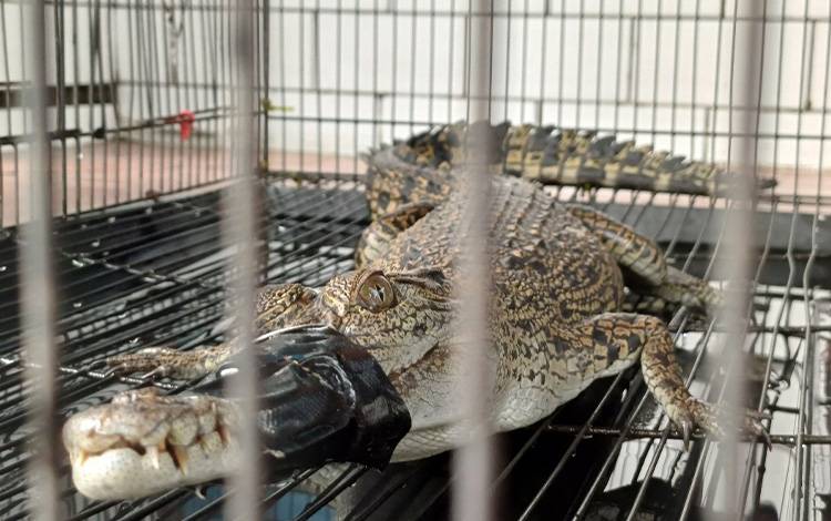 Kasus Konflik Buaya dengan Manusia di Kotim Meningkat pada 2024