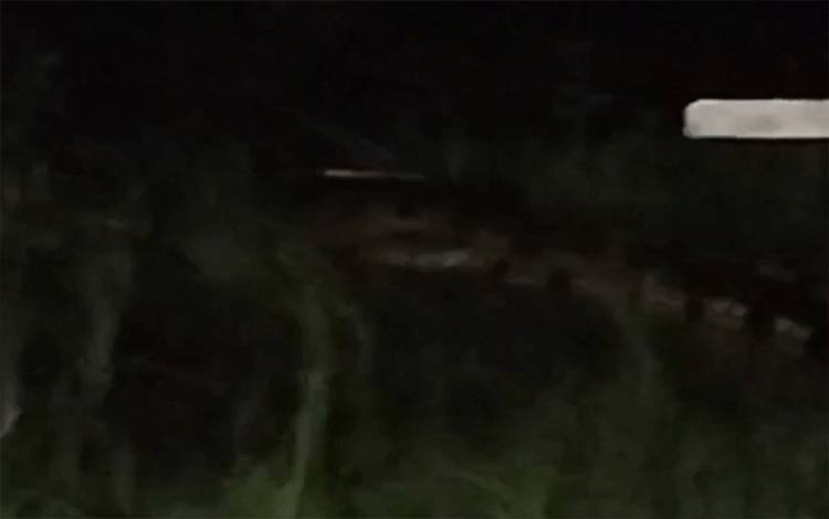 Buaya Besar Muncul di Dekat Rumah Warga Kotim Saat Sungai Pasang