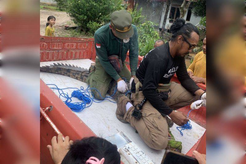Komandan BKSDA Resort Sampit Muriansyah mengevakuasi seekor buaya hasil tangkapan warga di Desa Makarti Jaya, Kecamatan Pulau Hanaut, (4/12/2024). (ANTARA/HO-BKSDA Sampit)