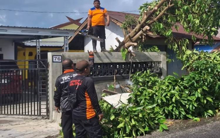 21 Pohon Tumbang Akibat Cuaca Ekstrem di Palangka Raya