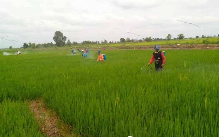 Nilai Tukar Petani Hortikultura Alami Kenaikan 2,94 Persen