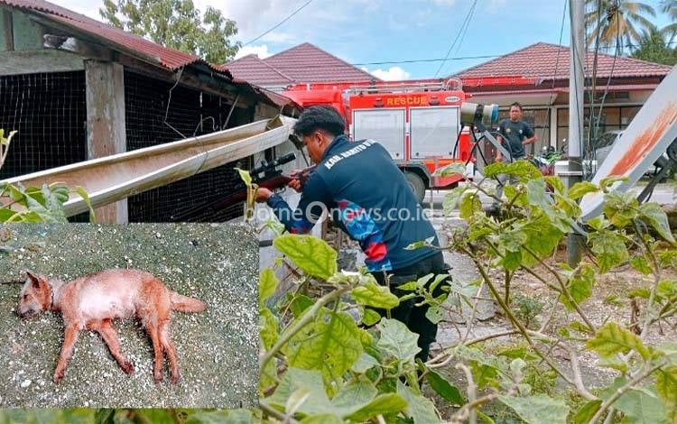 Anjing Diduga Rabies Ditembak Mati Tim Damkarmat Barito Utara