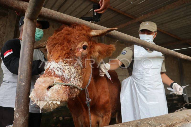 Ilustrasi- Petugas memeriksa sapi yang terkena penyakit mulut dan kuku (PMK) di Sugihwaras, Kecamatan Ngoro, Kabupaten Jombang, Jawa Timur, Kamis (9/1/2025). ANTARA FOTO/Syaiful Arif/foc.