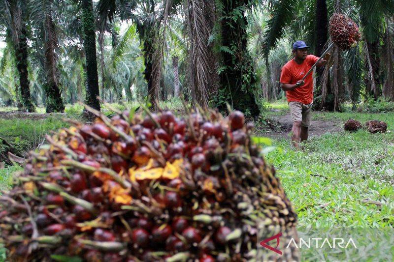IPB: Perluasan Lahan Sawit Lewat Hutan Negara Bukan Deforestasi