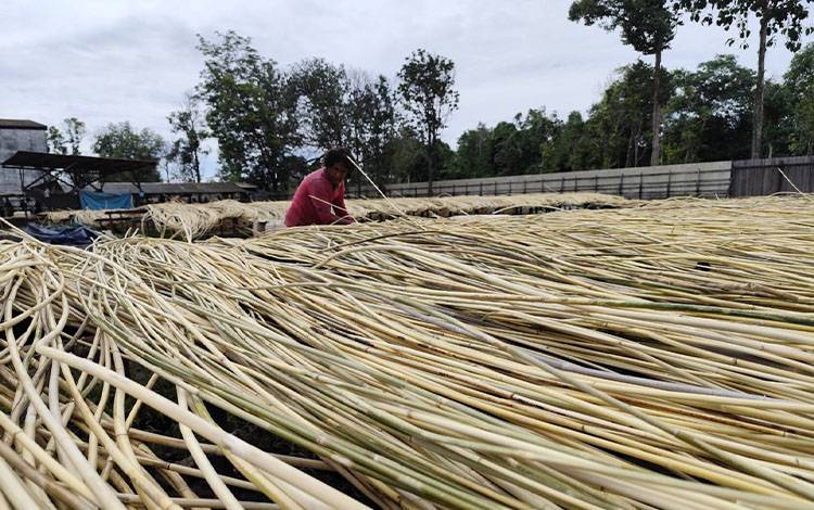 Musim Durian Picu Kenaikan Harga Rotan di Kotim