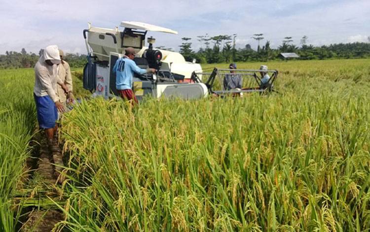 Gubernur Kalteng Dukung Penuh Food Estate dan Cetak Sawah Baru