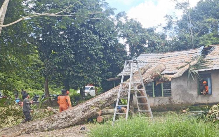 Sebuah Rumah di Pulpis Tertimpa Pohon Tumbang