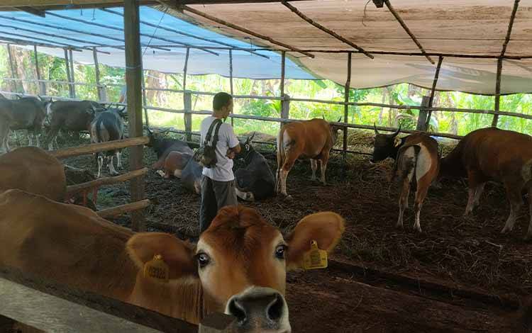 DPKP Waspadai Penyebaran Penyakit Mulut dan Kuku pada Ternak di Palangka Raya