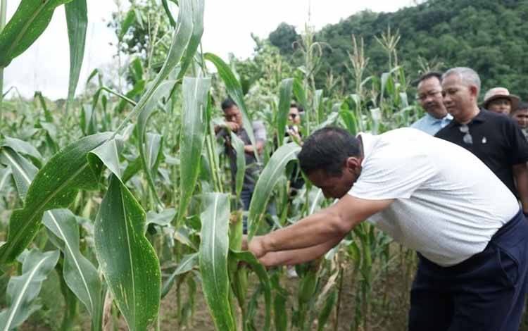 Mentan Ajak Petani Jagung Semangat Menanam Dukung Swasembada Pangan