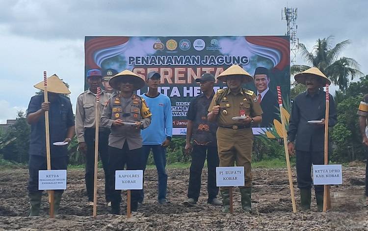 Program Penanaman Jagung Serentak 1 Juta Hektare, Pj. Bupati Kobar dan Kapolres Menugal di Kebun