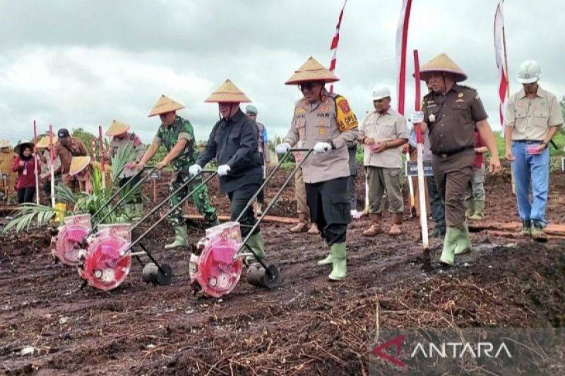Kotim Optimistis Penuhi Target Tanam Jagung