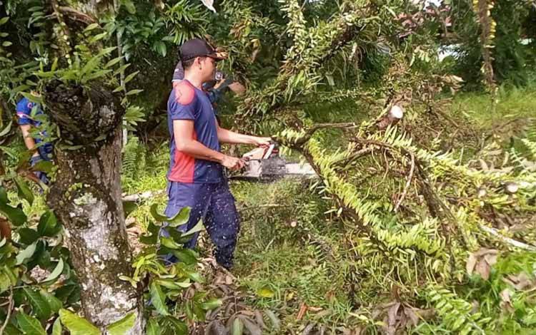13 Pohon Tumbang di Palangka Raya Akibat Cuaca Ekstrim