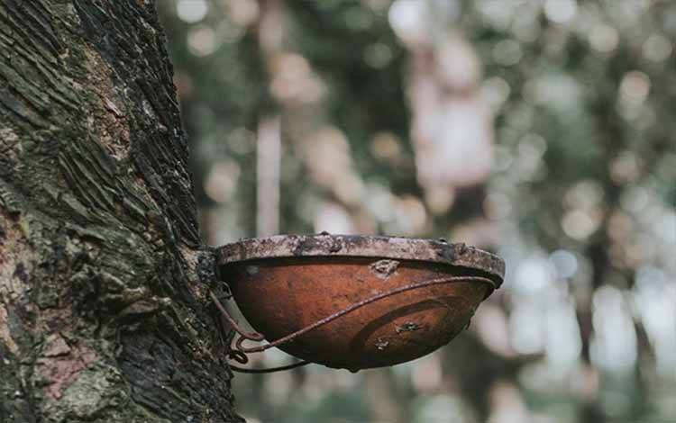 Selain Sawit Empat Komoditas Kebun Kalteng Patut Diperhitungkan