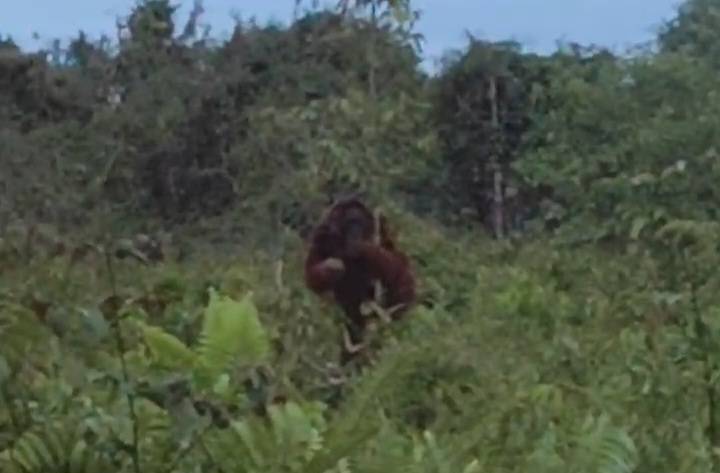 Orangutan Besar Memakan Nanas Bikin Heboh Warga Baamang