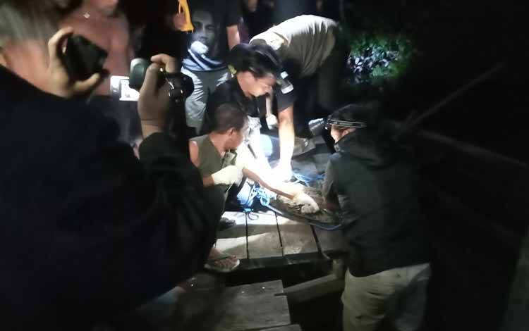 BKSDA Pos Sampit Evakuasi Buaya di Permukiman Warga