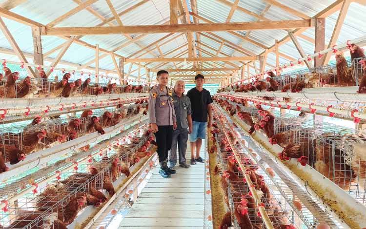 Wajah Baru Seruyan Tengah, Pusat Penghasil Telur Ayam di Seruyan