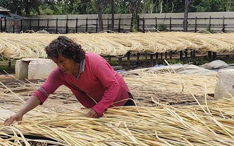 Ancaman Kelangkaan Rotan di Kotawaringin Timur