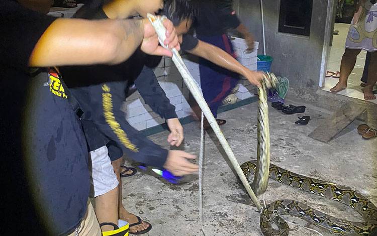 Sulung Rescue Evakuasi Ular Piton di Dekat Kandang Ayam Warga Tamiang Layang