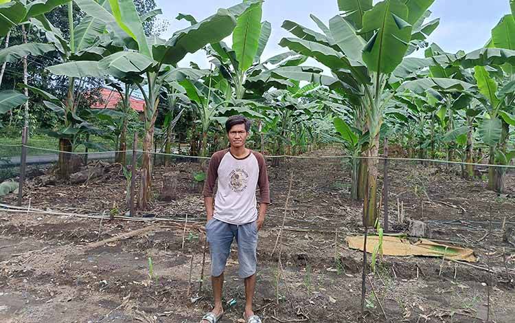Pemdes Matabu di Barito Timur Maksimalkan Lahan Ketahanan Pangan untuk Budidaya Pisang Kepok
