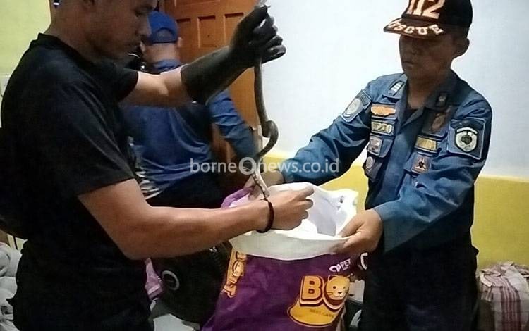 Ngeri, Ular Piton Jatuh di Kelambu Penghuni Kost di Palangka Raya
