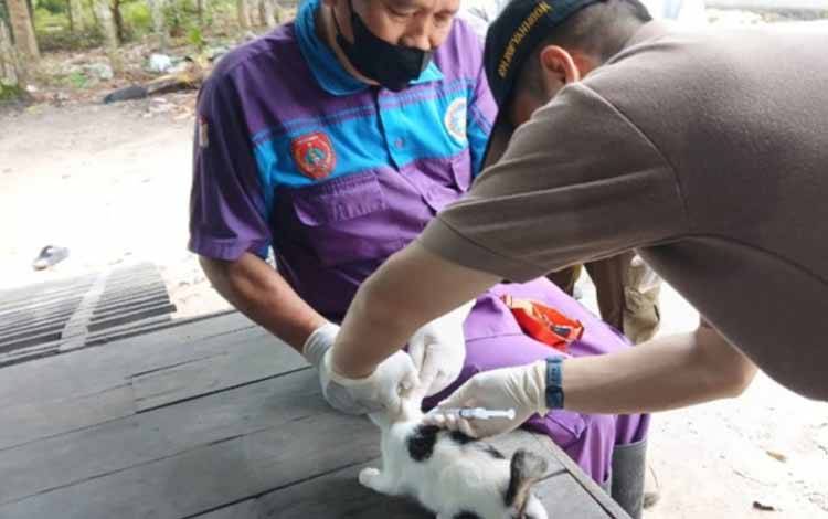 Distan Kobar Sukses Vaksinasi Rabies 1.500 Dosis di 2024, Lanjutkan Program di 2025